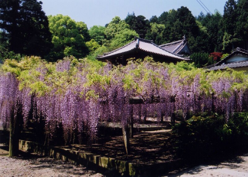 🛕 등나무 우물 절(후지이데라) 이미지 1